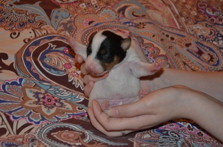 EMERALD... in TITANIC-Pose? kurz vorm ABHEBEN?? in RIO DE JANEIRO???